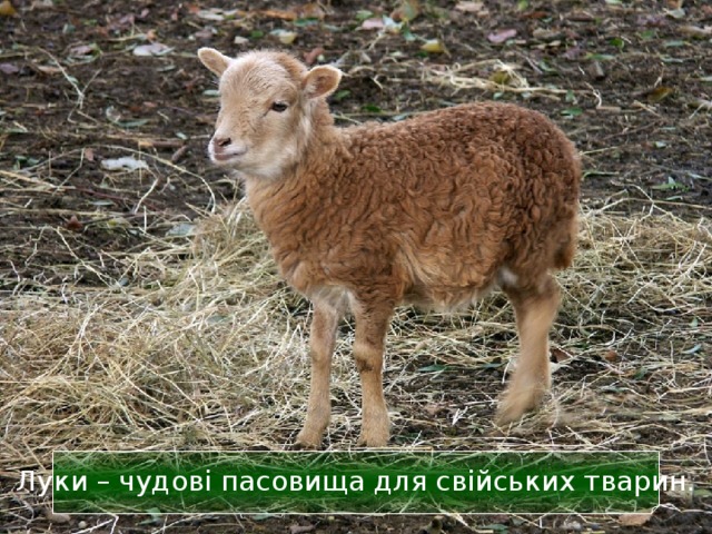 Луки – чудові пасовища для свійських тварин. 32 