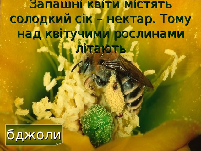 Запашні квіти містять солодкий сік – нектар. Тому над квітучими рослинами літають бджоли 32 