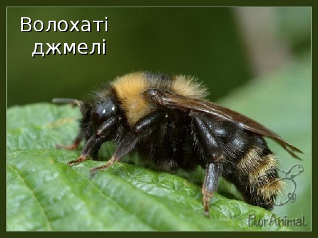Волохаті джмелі 32 