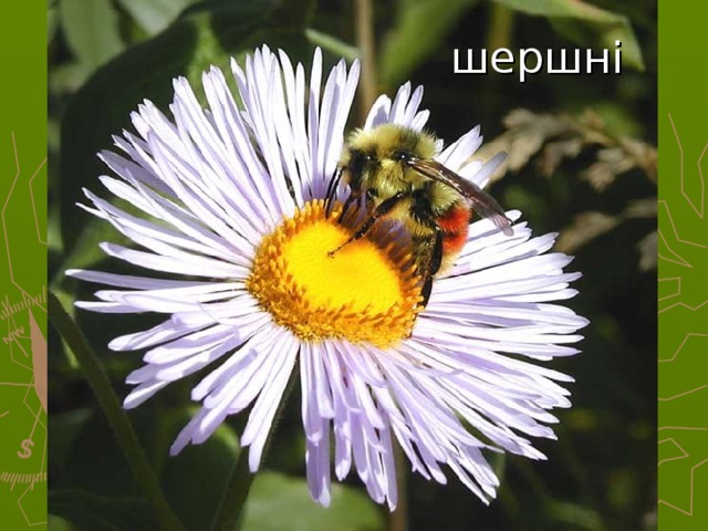 шершні 32 