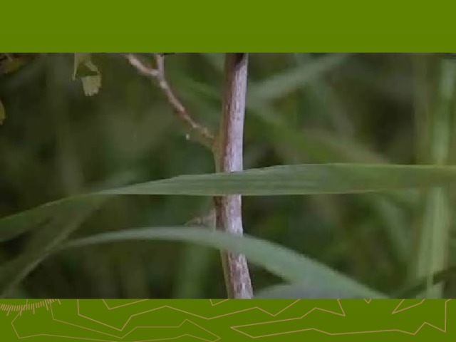 відео 32 