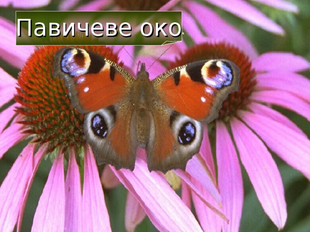 Павичеве око 32 