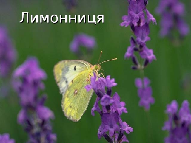 Лимонниця 32 