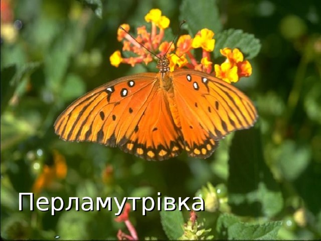 Перламутрівка 32 