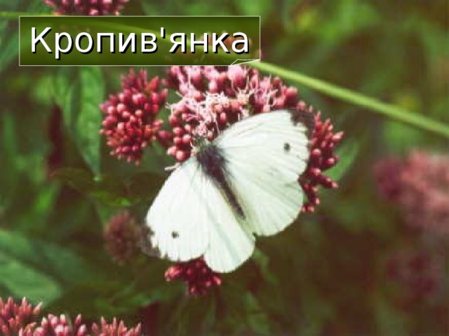 Кропив'янка  