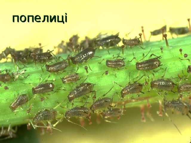 попелиці  