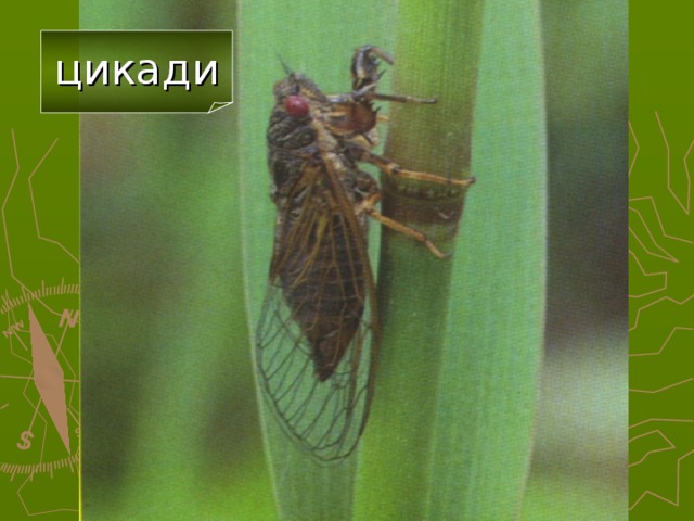 цикади  