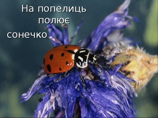 На попелиць полює сонечко  