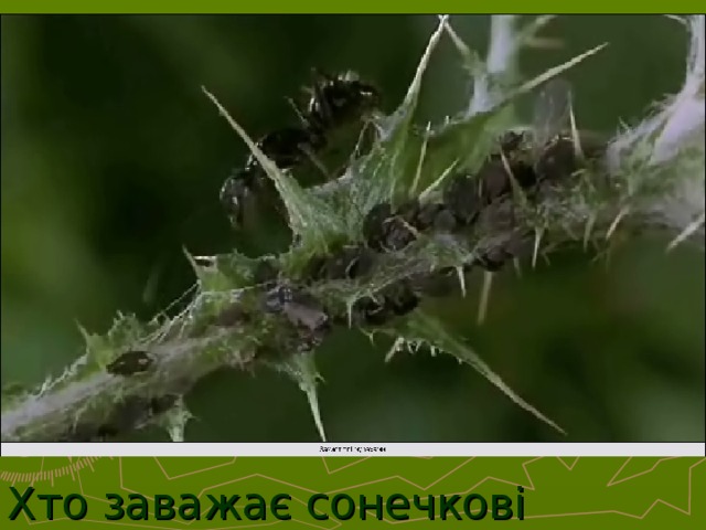 Хто заважає сонечкові полювати?  