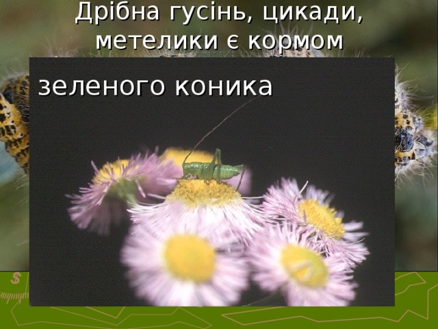 Дрібна гусінь, цикади, метелики є кормом   зеленого коника   