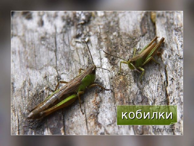 кобилки  