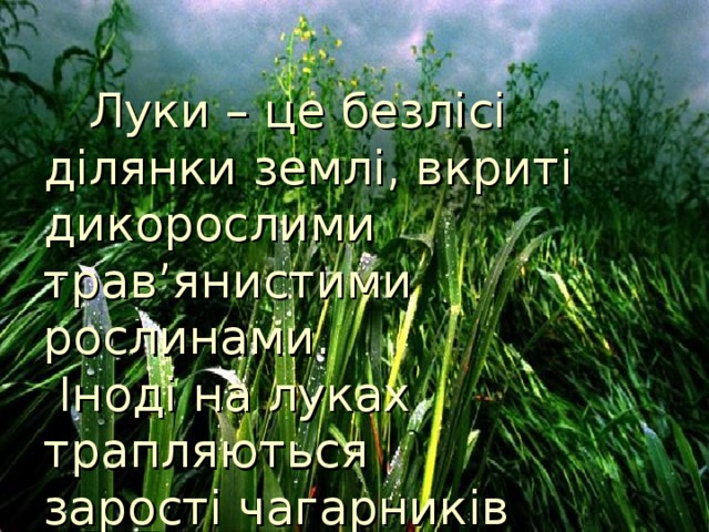  Луки – це безлісі ділянки землі, вкриті дикорослими трав ’ янистими рослинами.   Іноді на луках трапляються  зарості чагарників  