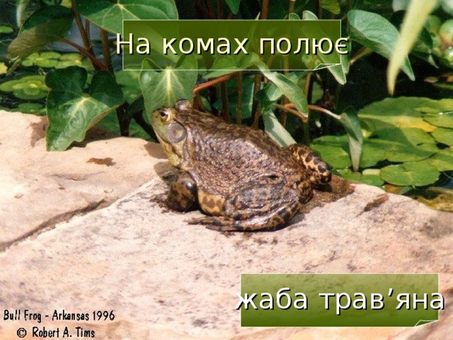 На комах полює жаба трав ’ яна  