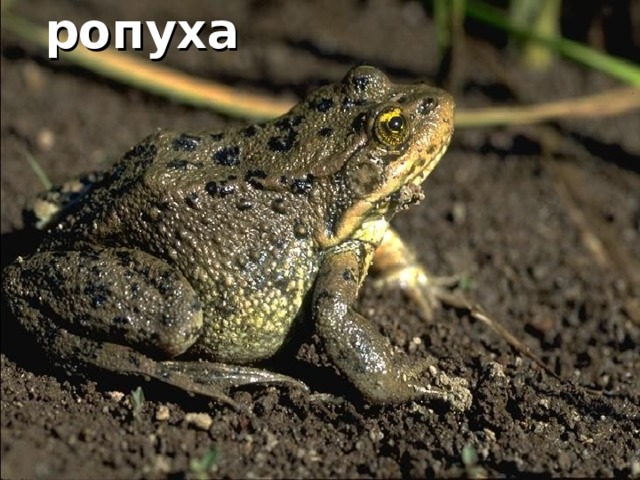 ропуха  