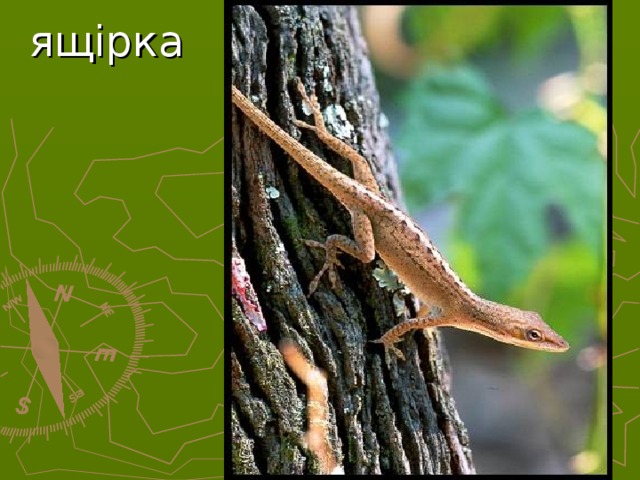 ящірка  