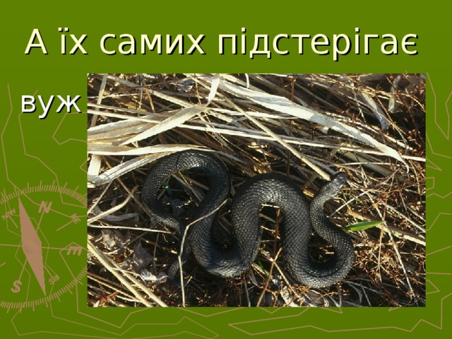 А їх самих підстерігає  вуж  
