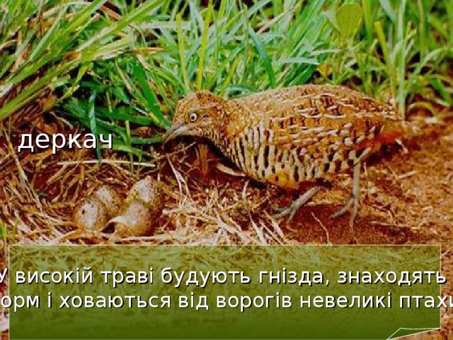 деркач У високій траві будують гнізда, знаходять корм і ховаються від ворогів невеликі птахи  