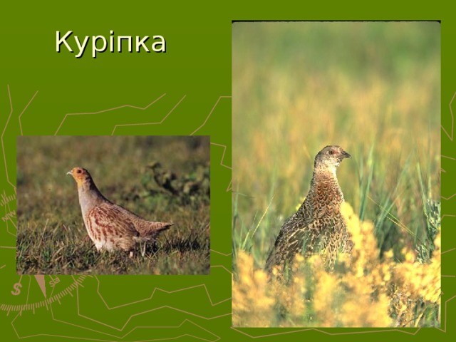 Куріпка  