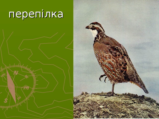перепілка  