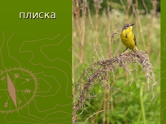плиска  