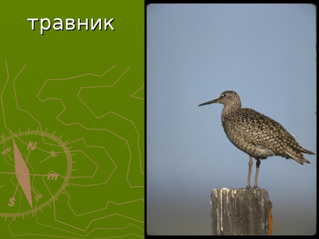 травник  