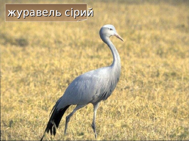 журавель сірий  