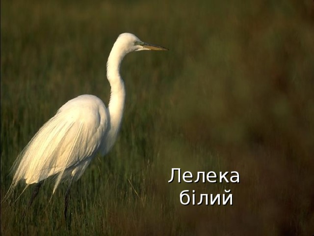 Лелека білий  