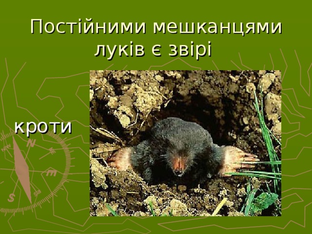 Постійними мешканцями луків є звірі кроти  
