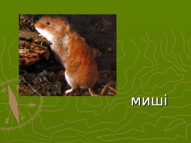 миші  