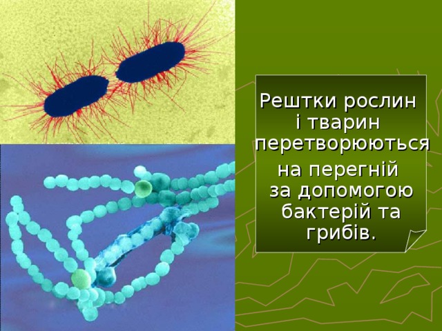 Рештки рослин  і тварин  перетворюються  на перегній  за допомогою  бактерій та  грибів.  