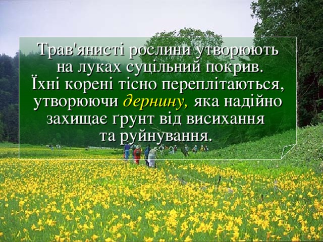 Трав'янисті рослини утворюють  на луках суцільний покрив.  Їх ні корені тісно переплітаються,  утворюючи дернину, яка надійно  захищає ґрунт від висихання  та руйнування.  9 