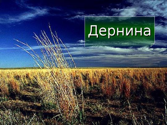Дернина 10 