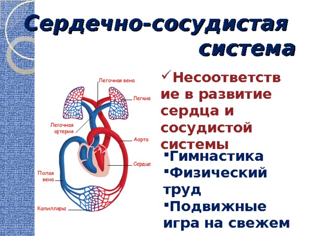 Сердечно-сосудистая система Несоответствие в развитие сердца и сосудистой системы Гимнастика Физический труд Подвижные игра на свежем воздухе 