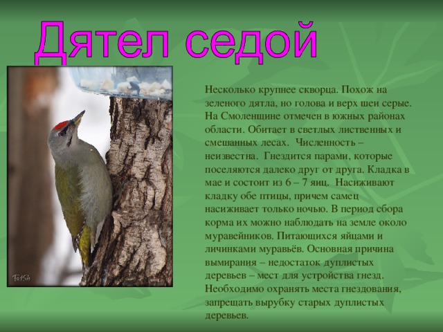 Животные смоленской области фото и описание