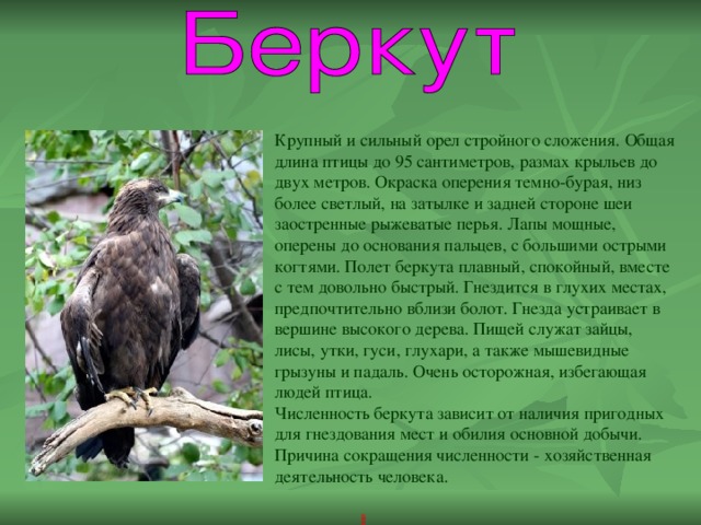 Крупный и сильный орел стройного сложения. Общая длина птицы до 95 сантиметров, размах крыльев до двух метров. Окраска оперения темно-бурая, низ более светлый, на затылке и задней стороне шеи заостренные рыжеватые перья. Лапы мощные, оперены до основания пальцев, с большими острыми когтями.  Полет беркута плавный, спокойный, вместе с тем довольно быстрый. Гнездится в глухих местах, предпочтительно вблизи болот. Гнезда устраивает в вершине высокого дерева. Пищей служат зайцы, лисы, утки, гуси, глухари, а также мышевидные грызуны и падаль. Очень осторожная, избегающая людей птица. Численность беркута зависит от наличия пригодных для гнездования мест и обилия основной добычи. Причина сокращения численности - хозяйственная деятельность человека. 