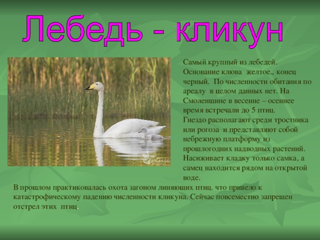 Красная Книга Смоленской Области Растения