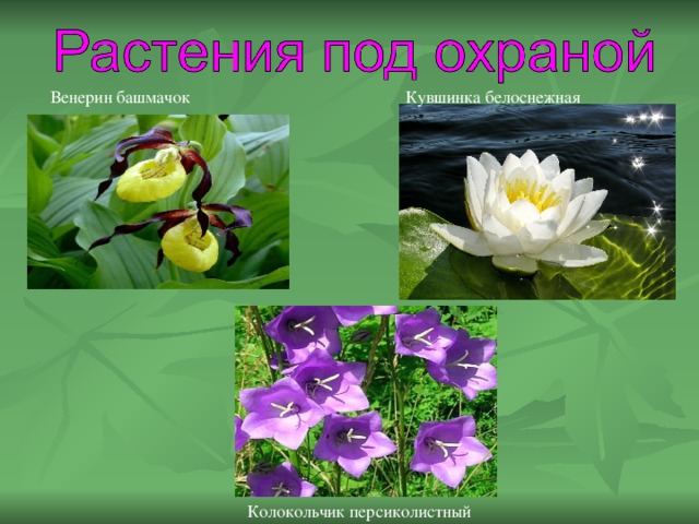 Красная книга смоленской области растения с картинками
