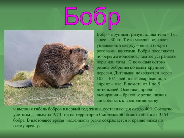 Подготовьте сообщение о каком либо млекопитающем обитающем в вашем регионе по плану