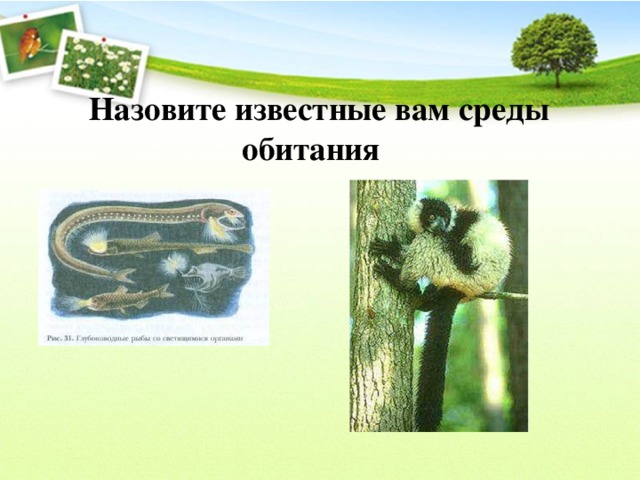  Назовите известные вам среды обитания 