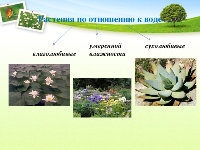 Растения по отношению к воде умеренной влажности сухолюбивые влаголюбивые 