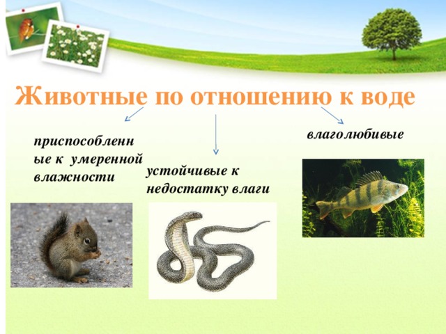 Животные по отношению к воде влаголюбивые приспособленные к умеренной влажности устойчивые к недостатку влаги 