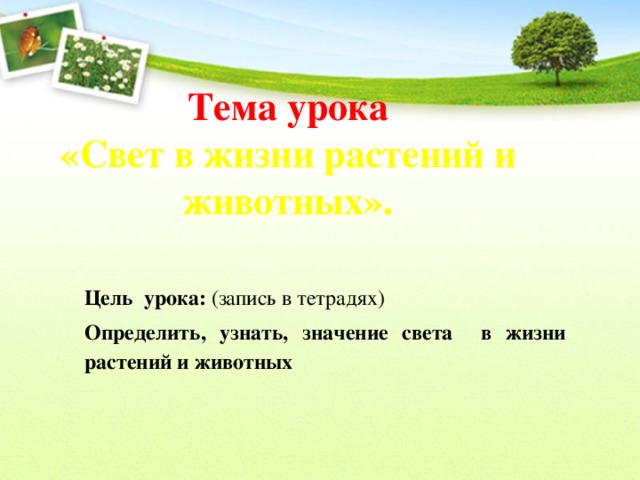 Тема урока  «Свет в жизни растений и животных». Цель урока: (запись в тетрадях) Определить, узнать, значение света в жизни растений и животных 