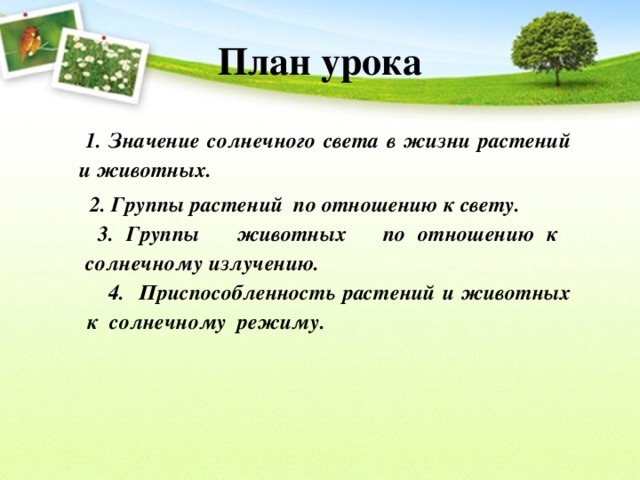 План урока  1. Значение солнечного света в жизни растений и животных.  2. Группы растений по отношению к свету.  3. Группы животных по отношению к солнечному излучению.  4. Приспособленность растений и животных к солнечному режиму.   