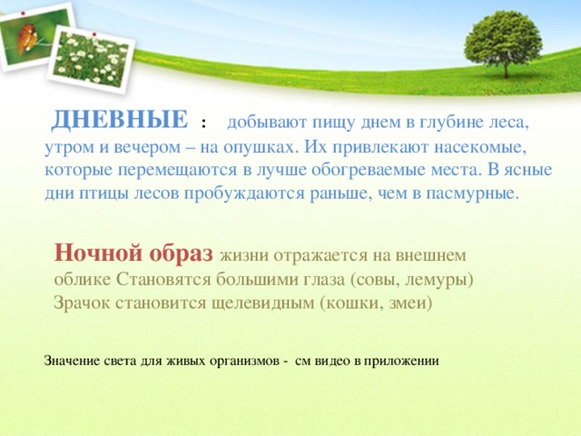   ДНЕВНЫЕ : добывают пищу днем в глубине леса, утром и вечером – на опушках. Их привлекают насекомые, которые перемещаются в лучше обогреваемые места. В ясные дни птицы лесов пробуждаются раньше, чем в пасмурные.  Ночной образ жизни отражается на внешнем облике Становятся большими глаза (совы, лемуры) Зрачок становится щелевидным (кошки, змеи) Значение света для живых организмов - см видео в приложении 