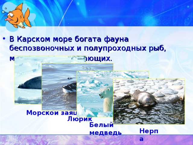 Презентация к уроку "Животный мир арктических побережий ЯНАО"