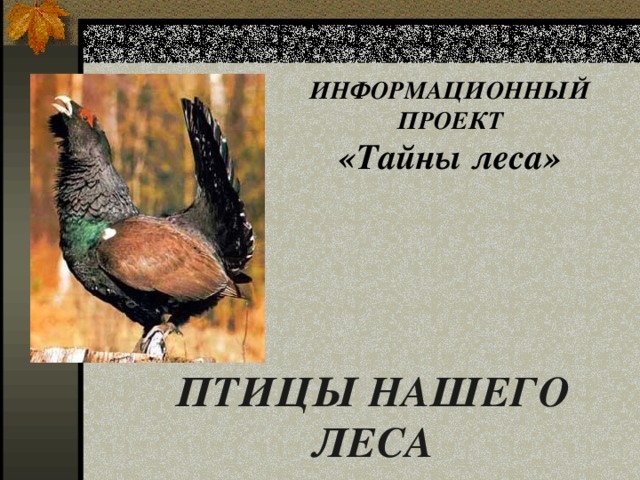    ИНФОРМАЦИОННЫЙ ПРОЕКТ «Тайны леса» ПТИЦЫ НАШЕГО ЛЕСА   