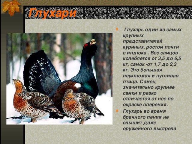 Глухари  Глухарь один из самых крупных представителей куриных, ростом почти с индюка . Вес самцов колеблется от 3,5 до 6,5 кг, самок ­ от 1,7 до 2,3 кг. Это большая неуклюжая и пугливая птица. Самец значительно крупнее самки и резко отличается от нее по окраске оперения. Глухарь во время брачного пения не слышит даже оружейного выстрела 