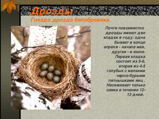 Дрозды  Гнездо дрозда белобровика.  Почти повсеместно дрозды имеют две кладки в году: одна бывает в конце апреля - начале мая, другая - в июне.  Первая кладка состоит из 5-6, вторая ­из 4-5 голубых с мелкими черно-бурыми пятнышками яиц . Насиживает только самка в течение 12-13 дней.  