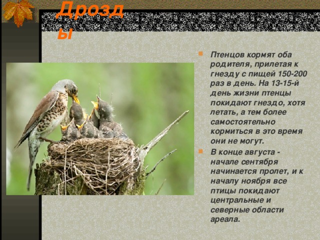 Дрозды Птенцов кормят оба родителя, прилетая к гнезду с пищей 150-200 раз в день. На 13-15-й день жизни птенцы покидают гнездо, хотя летать, а тем более самостоятельно кормиться в это время они не могут. В конце августа - начале сентября начинается пролет, и к началу ноября все птицы покидают центральные и северные области ареала.  
