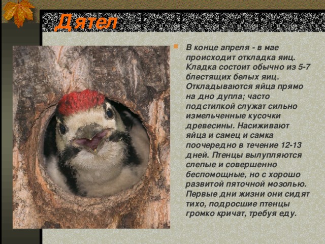 Дятел В конце апреля - в мае происходит откладка яиц. Кладка состоит обычно из 5-7 блестящих белых яиц. Откладываются яйца прямо на дно дупла; часто подстилкой служат сильно измельченные кусочки древесины. Насиживают яйца и самец и самка поочередно в течение 12-13 дней. Птенцы вылупляются слепые и совершенно беспомощные, но с хорошо развитой пяточной мозолью. Первые дни жизни они сидят тихо, подросшие птенцы громко кричат, требуя еду. 